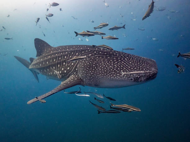 istock Whale Shark swim into blue water 2157592693