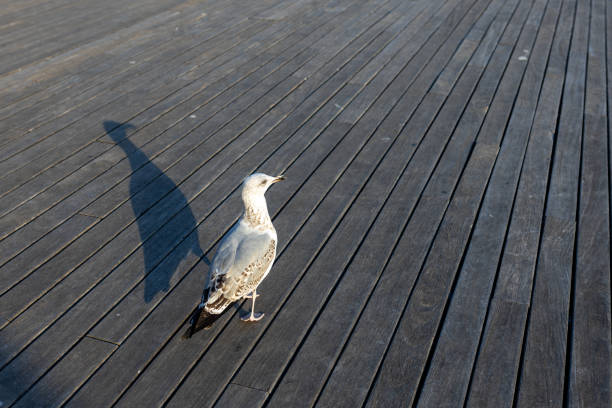 Seagull stands on a wooden pier by the sea