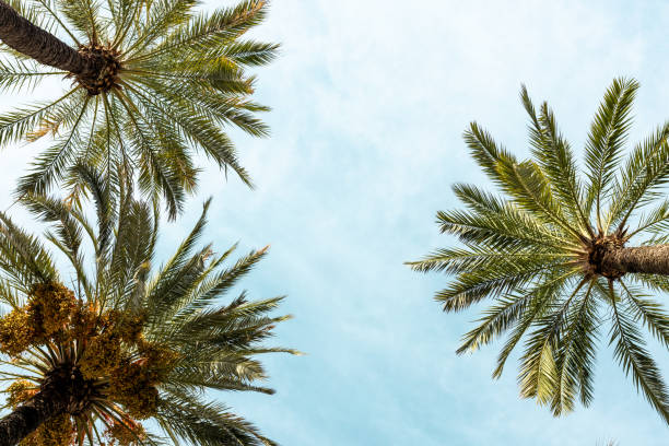 istock Palm trees against blue sky background. Sunny day. Web banner 2157593488