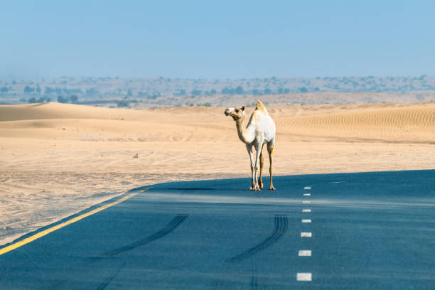 istock Camel Crossing in Dubai Desert Road 2157595009