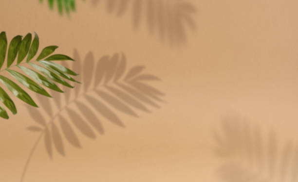 istock Abstract brown background with shadow from a palm tree branch with leaves, a place for displaying items 2157595550