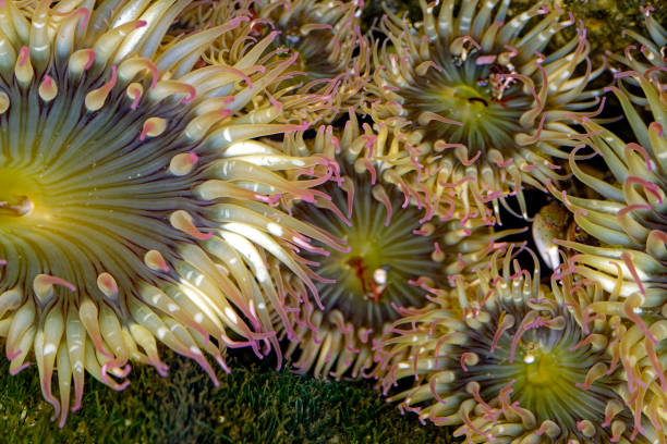 istock Anemones, Botanical Beach, Port Renfrew, BC Canada 2157596953