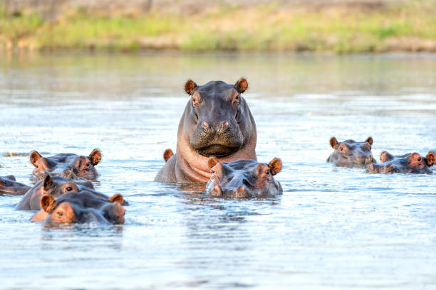 Hippopotamus in the Chobe River
