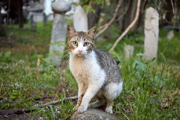 Istanbul. Graves in the cemetery in the Uskudar district. High quality photo