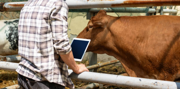 istock Man farm worker inspects animals on a livestock farm using digital tablet. 2157600288