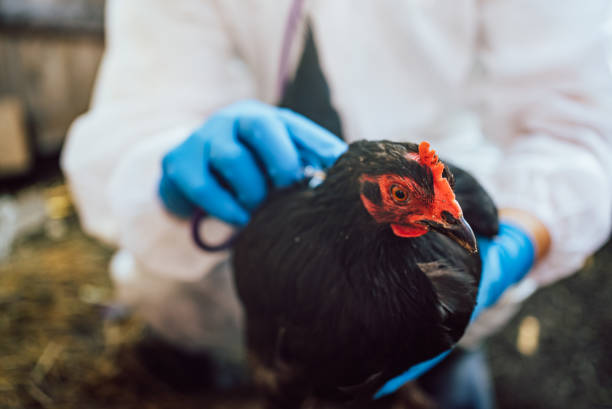 istock Veterinarian Examining a Chicken Wearing Protective Gloves 2157600496