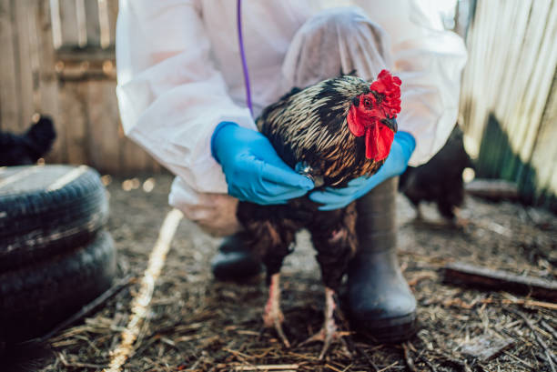 istock Veterinarian Examining Chicken in Farmyard 2157600763