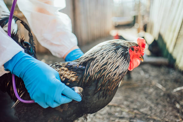 istock Veterinarian Examining Chicken with Stethoscope in Outdoor Setting 2157600844