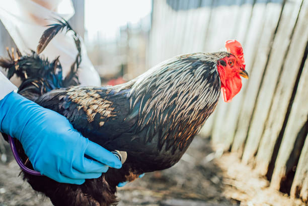 istock Veterinarian examining a rooster outdoors with a stethoscope in a sunny rural setting 2157600866