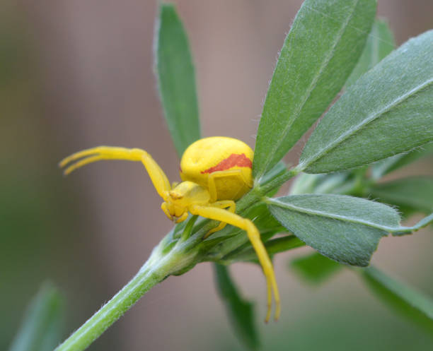istock A predatory crab spider (Misumena vatia) is on the plant 2157601196