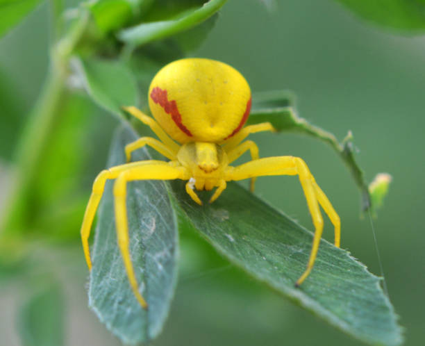 istock A predatory crab spider (Misumena vatia) is on the plant 2157601203