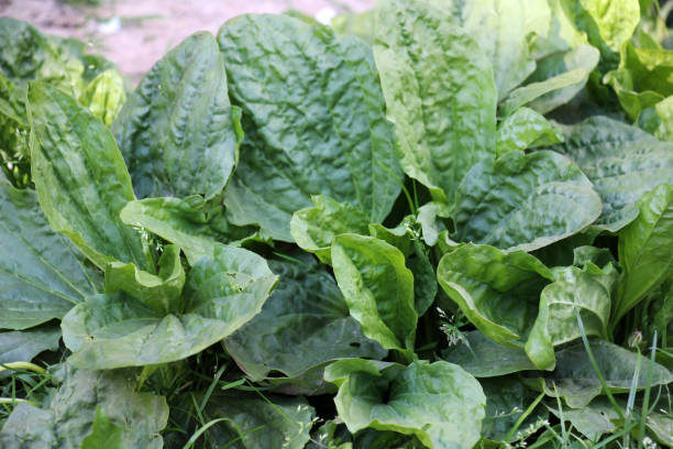 istock In nature, the plantain is large (Plantago major, Plantago borysthenica) is grows among grasses 2157601355