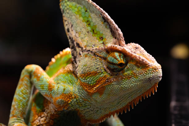 Beautiful Green Veiled Chameleon (Chamaeleo calyptratus) Looking Sideways in Profile