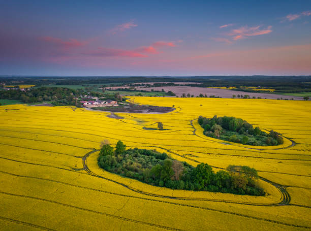 istock Yellow rapeseed field at sunset in northern Poland 2157602470