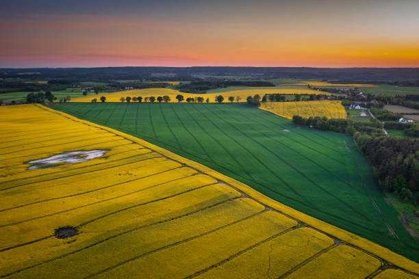 istock Yellow rapeseed field at sunset in northern Poland 2157602473