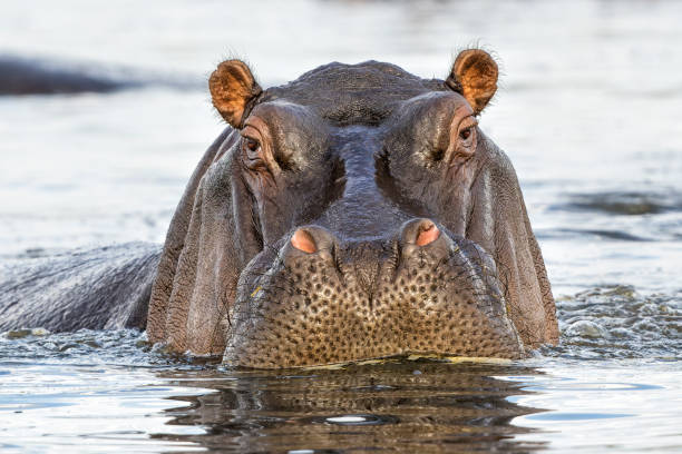 istock Hippopotamus in the Chobe River 2157602934