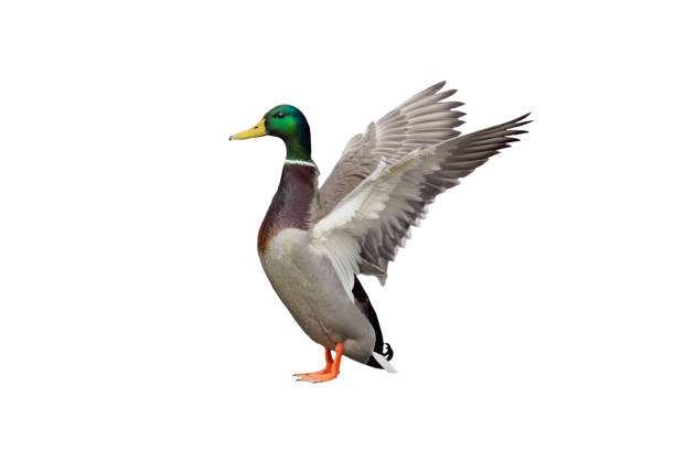 istock mallard with raised wings isolated on white background 2157604173
