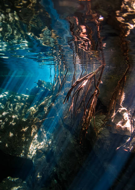 istock Red Mangrove in a Cenote 2157605735