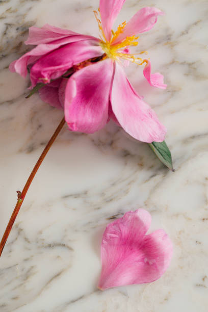 istock dying pink peony flower 2157606016