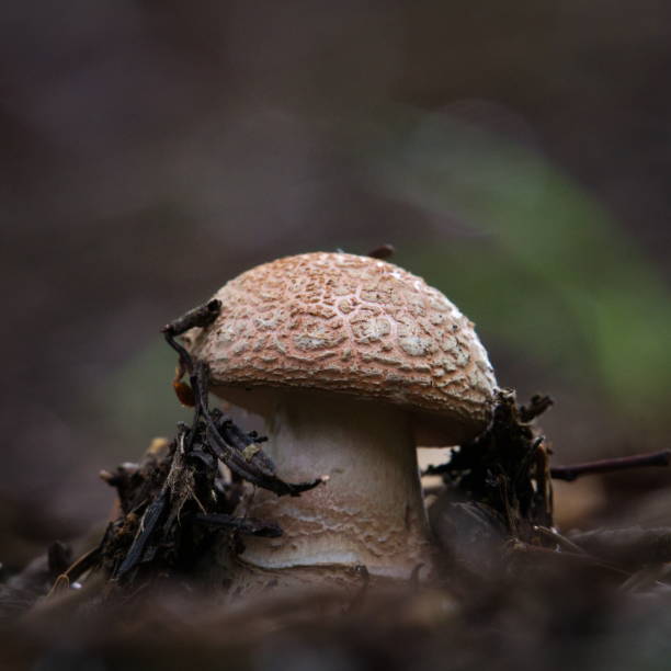 istock Amanita rubescens aka the Blusher mushroom. 2157606779