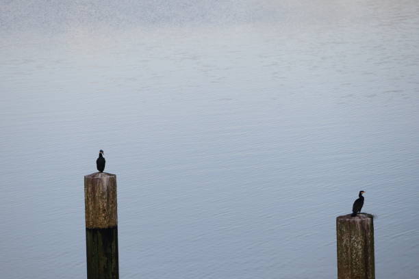 Peaceful scene of two birds on wooden posts with calm water backdrop, representing tranquility and nature.