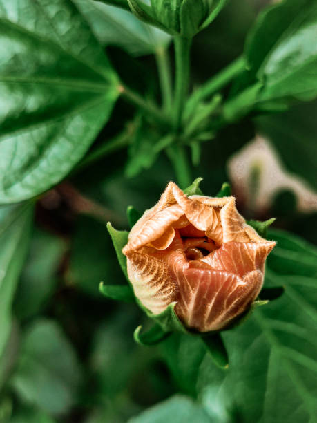 istock Flower bud, with its petals still closed 2157608111