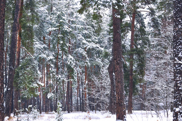 istock Peace and tranquility in a winter park with large trees and dense branches 2157608131