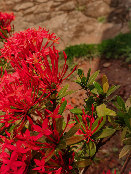 istock Flower with intense and delicate red petals, Ixora Coccinea and  Jungle Geranium 2157608588