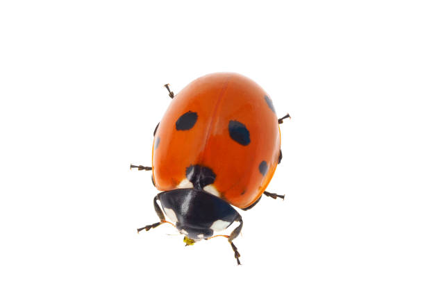 Asian Ladybug Beetle on white background