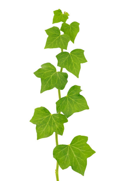 Hedera helix, the common ivy, European ivy, or just ivy, is a species of flowering plant in the family Araliaceae