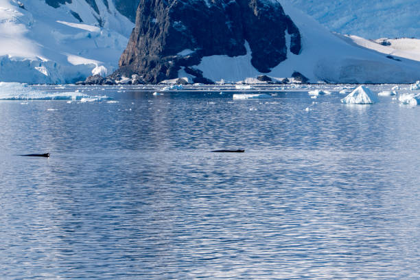 istock Antarctica landscape. Iceberg, glacier, snow 2157610318
