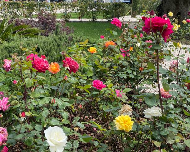 istock roses in a city flowerbed 2157610386