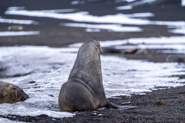 istock Antarctic fur seal on Deception Island 2157611362
