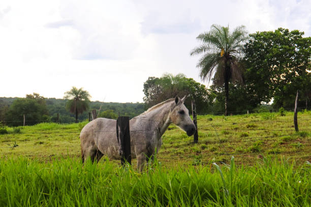 istock White horse grazing on the farm 2157611654