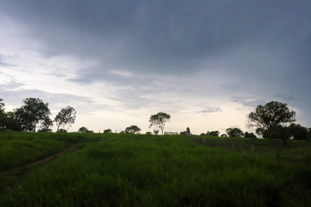 Natural landscape, forest trees and mountains