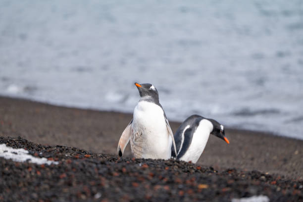 High Angle View Of Penguin On Snow