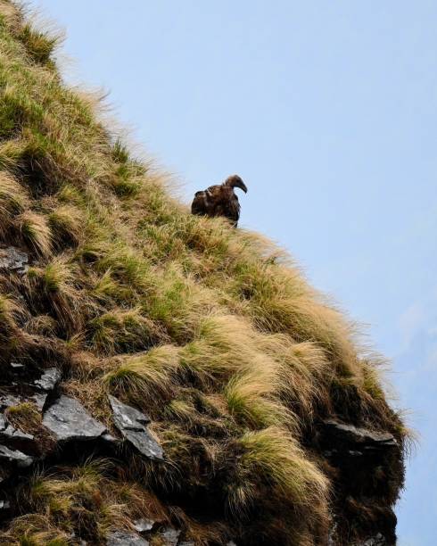 istock Vulture on the edge of a mountain 2157613027