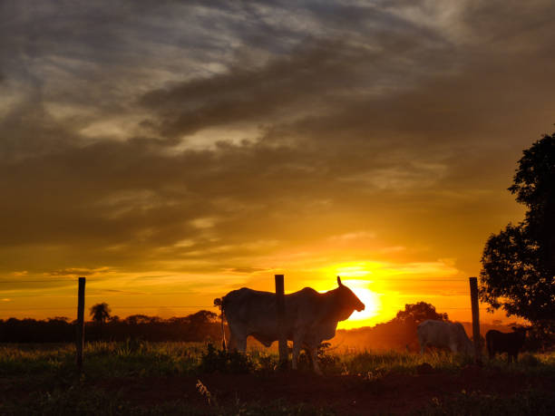istock Cows grazing on the farm and sunset 2157613445