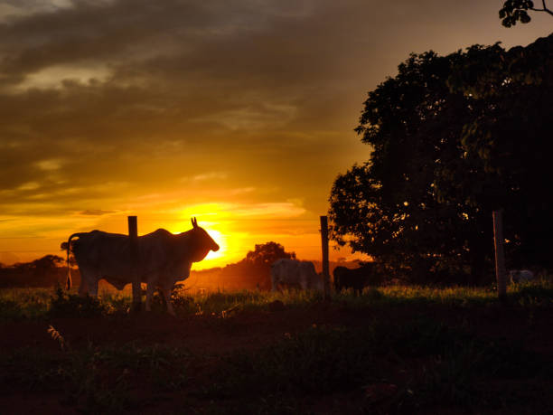 istock Cows grazing on the farm and sunset 2157613446