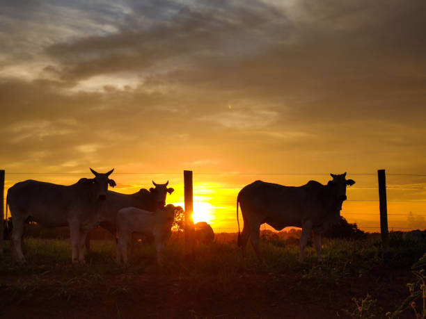 istock Cows grazing on the farm and sunset 2157613451