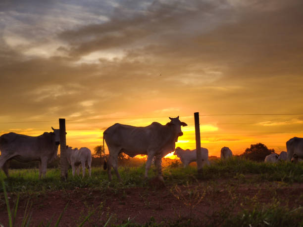 istock Cows grazing on the farm and sunset 2157613462