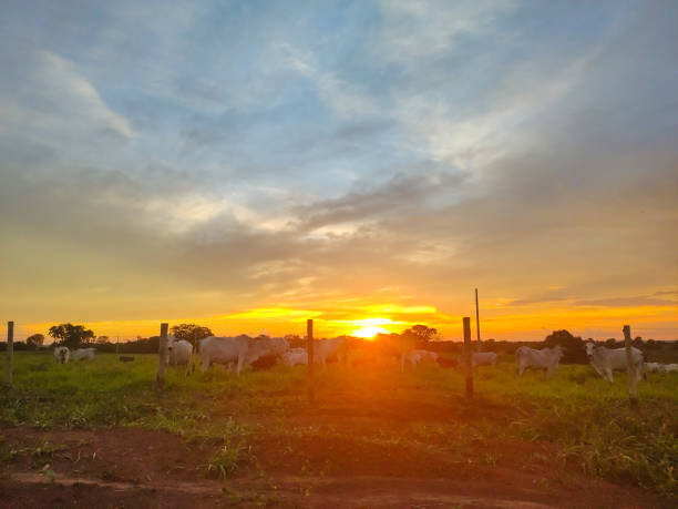 istock Cows grazing on the farm and sunset 2157613645