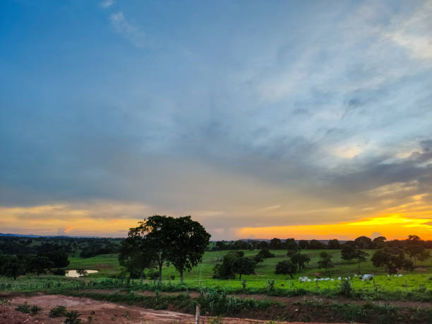 istock Cows grazing on the farm and sunset 2157613674