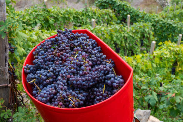 istock Freshly harvest grapes at Vineyard in Europe - Wine making 2157614527