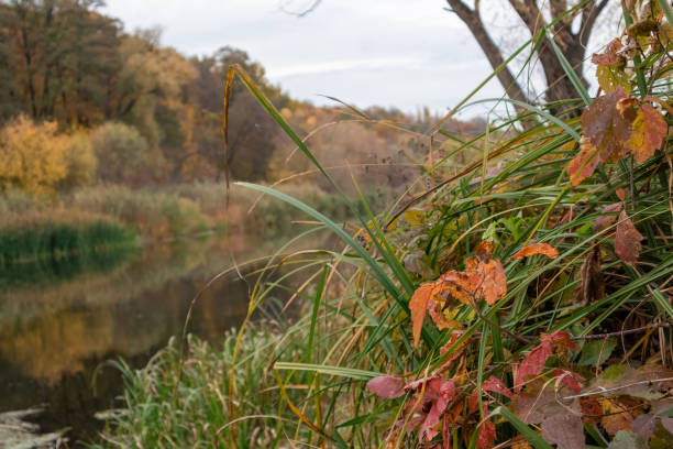 Close-up view of lush green grass by the riverside in autumn