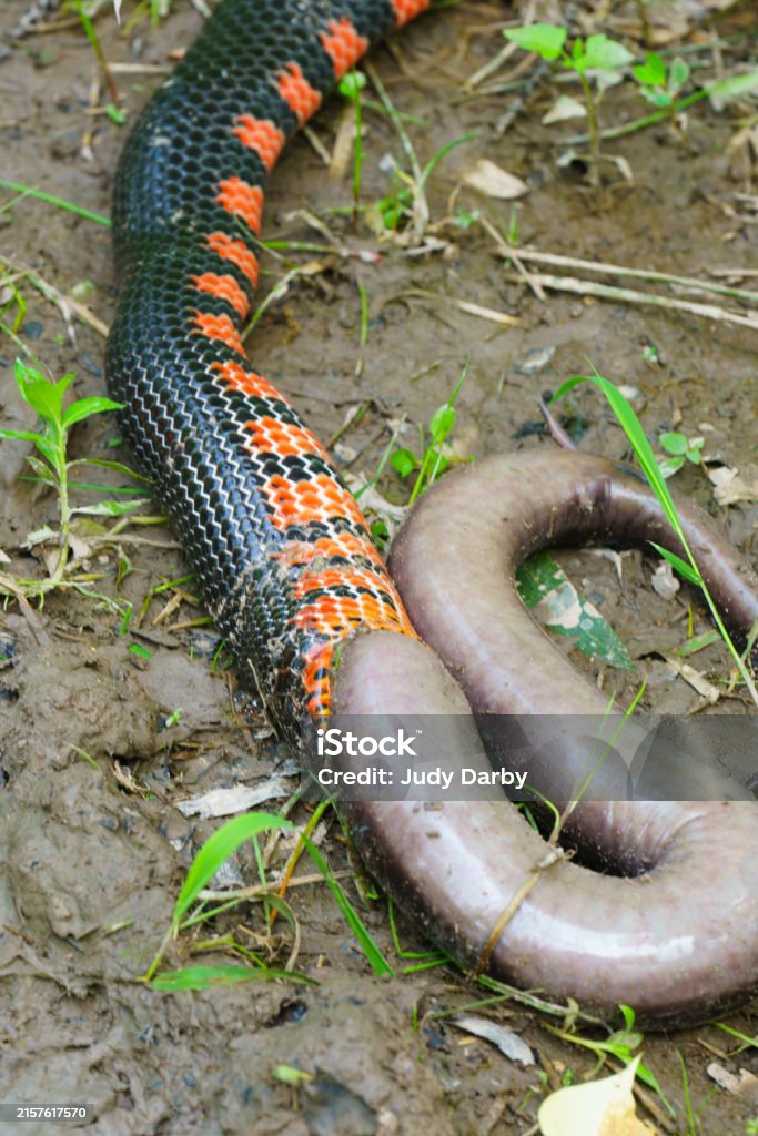 Mud Snake Rings A Very Large Black And Red Mud Snake Swallowing A Threetoed Amphiuma ...