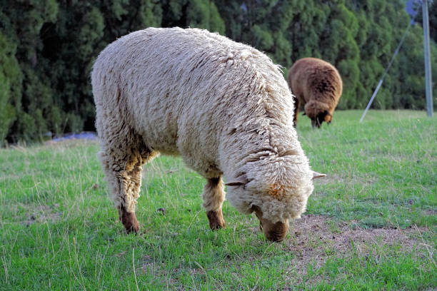 istock New Zealand South Island 2157617986