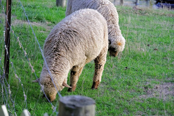 Sheep eating grass in a pasture in late summer. France.