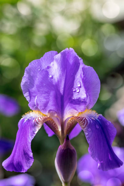istock Iris flowers close-up with dewdrops and bokeh light 2157620077
