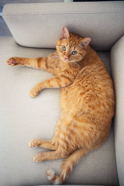 A ginger tabby cat lounges on a light gray couch, looking directly at the camera.